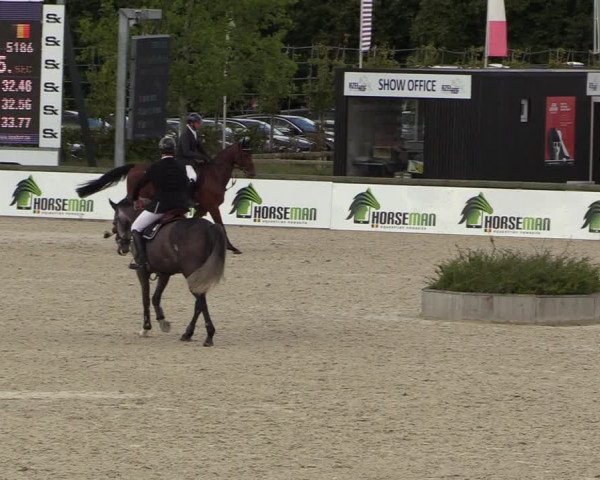 Belgisch Kampioenschap 4-5 Jarigen Paarden