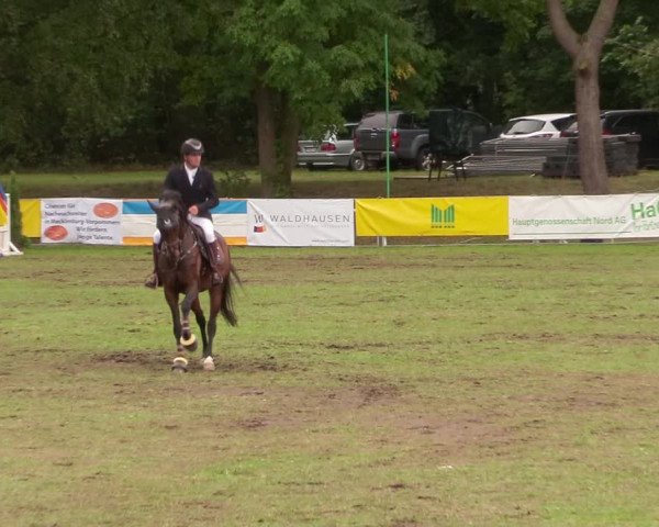 Reitturnier Pasewalk 2020