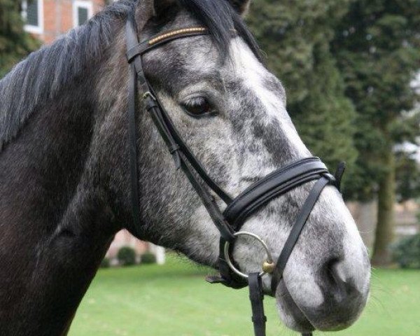 jumper Der Droste (Hanoverian, 2010, from Diarado)