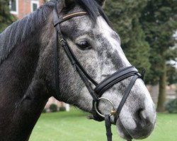 jumper Der Droste (Hanoverian, 2010, from Diarado)
