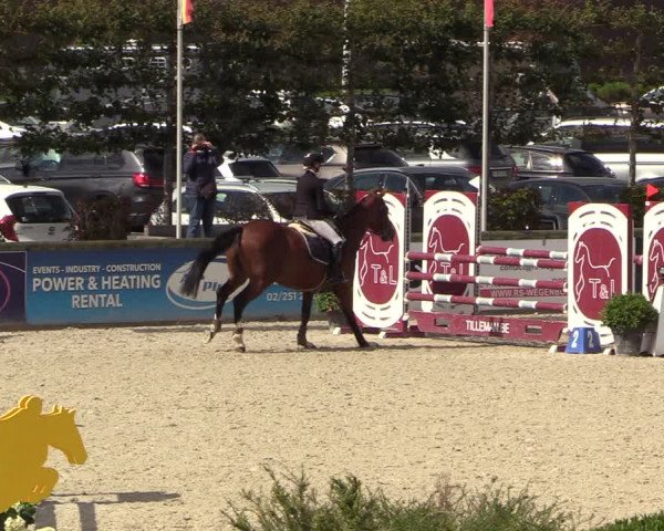 Belgisch Kampioenschap 4-5 Jarigen Paarden