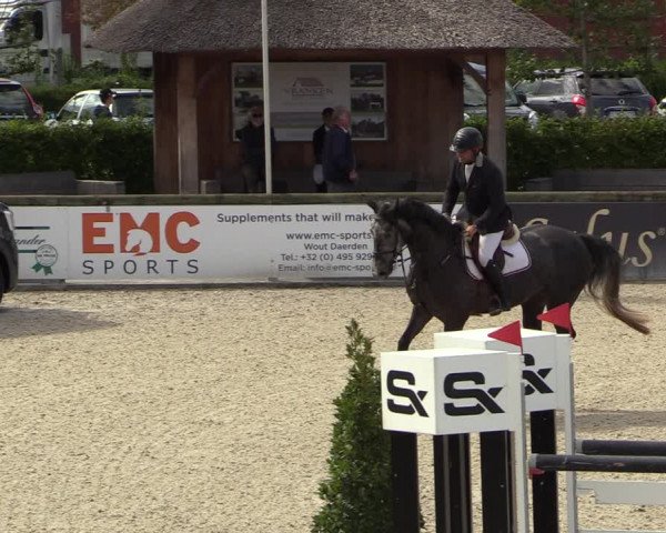 Belgisch Kampioenschap 4-5 Jarigen Paarden