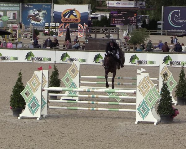 Belgisch Kampioenschap 4-5 Jarigen Paarden