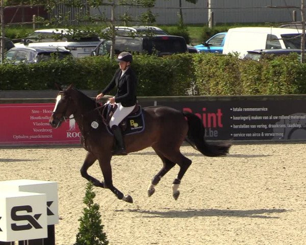 Belgisch Kampioenschap 4-5 Jarigen Paarden