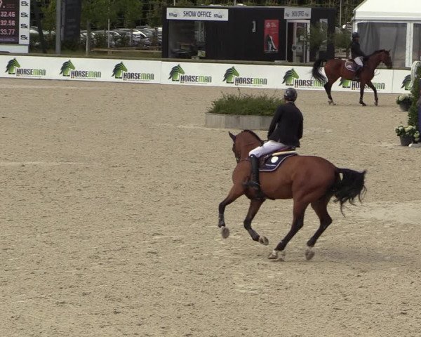 Belgisch Kampioenschap 4-5 Jarigen Paarden
