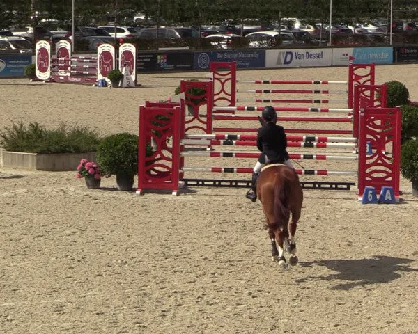 Belgisch Kampioenschap 4-5 Jarigen Paarden