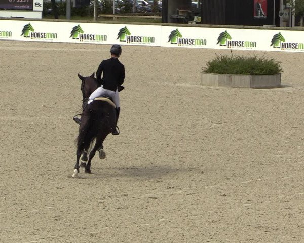 Belgisch Kampioenschap 4-5 Jarigen Paarden