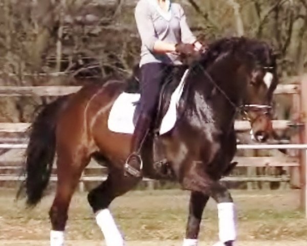 dressage horse San Fabia (Rhinelander, 2008, from San Amour I)