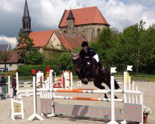 jumper Celeste (Hanoverian, 2003, from Compliment)