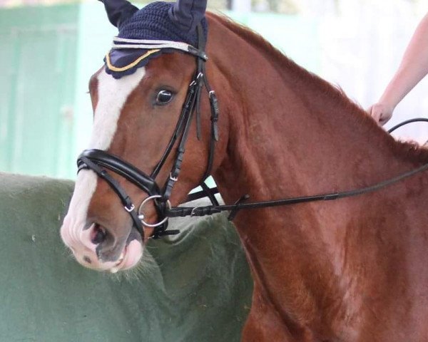 horse Quantro Fino (Hanoverian, 2012, from Quaterhall)