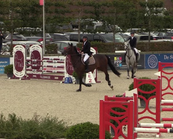 Belgisch Kampioenschap 4-5 Jarigen Paarden
