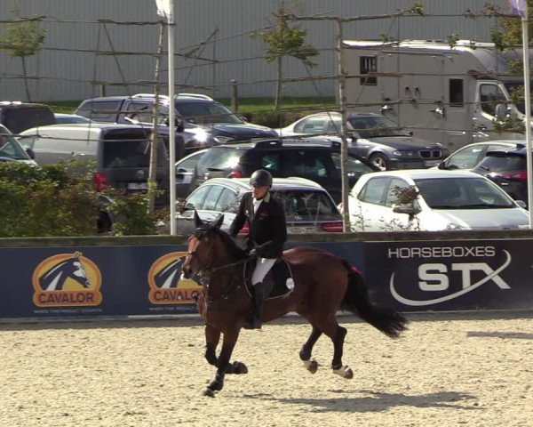 Belgisch Kampioenschap 4-5 Jarigen Paarden