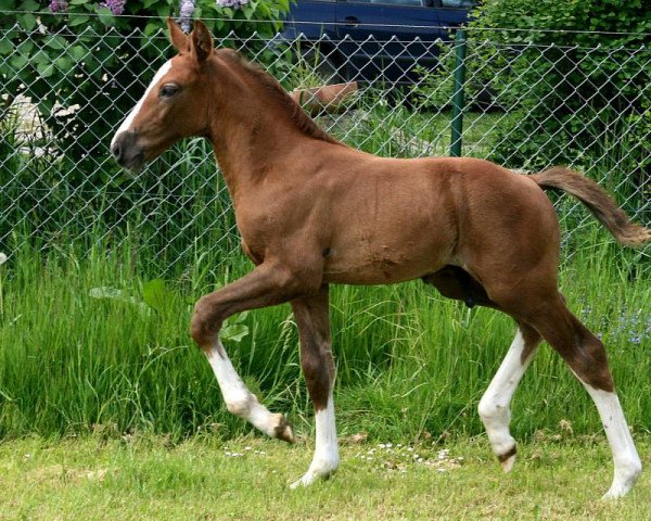 Pferd Milord (Mecklenburger, 2015, von Mylord Quidam Z)