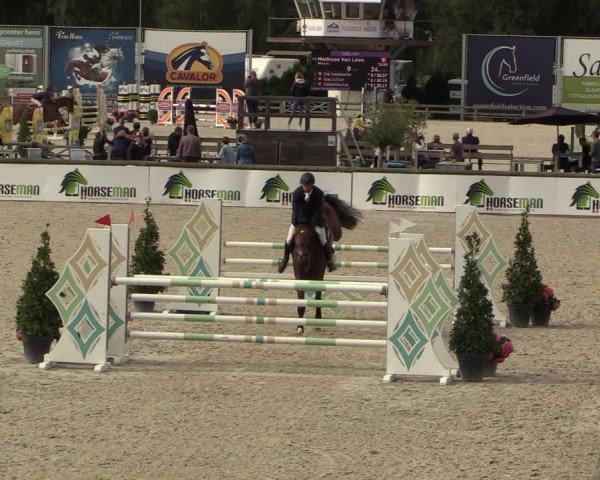 Belgisch Kampioenschap 4-5 Jarigen Paarden