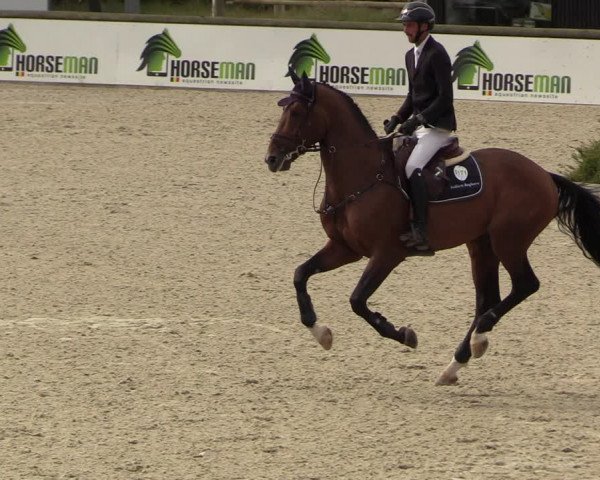 Belgisch Kampioenschap 4-5 Jarigen Paarden