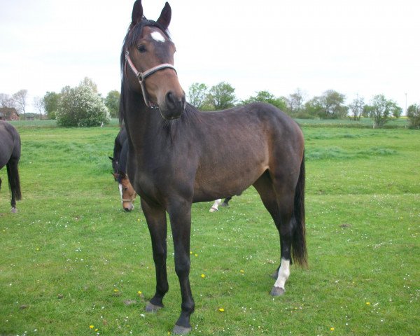 horse Eddy (Hanoverian, 2012, from Earl)