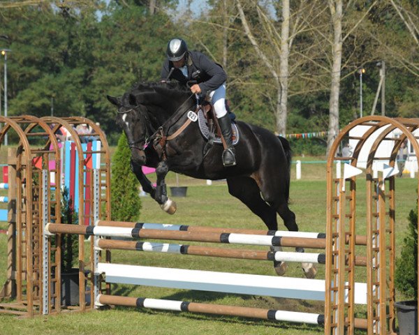 horse Birte (Holsteiner, 2009, from Askano)