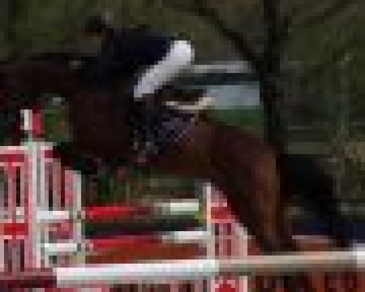 Springpferd Zillah (KWPN (Niederländisches Warmblut), 2004, von Lupicor)