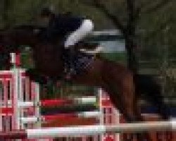 Springpferd Zillah (KWPN (Niederländisches Warmblut), 2004, von Lupicor)