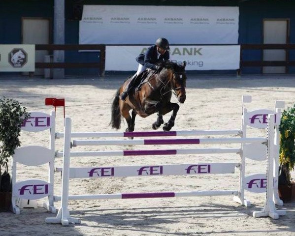 Springpferd Amante M (Hannoveraner, 2000, von Adlantus As FRH)