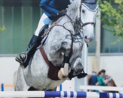 jumper Caridor's Boy (Oldenburg show jumper, 2009, from Caridor)