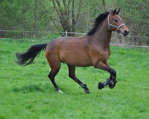 dressage horse Snow M (Rhinelander, 2010, from Sir Donnerhall I)