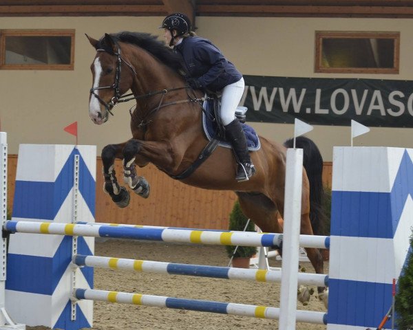 horse Zamat (KWPN (Royal Dutch Sporthorse), 2004, from Tadmus)