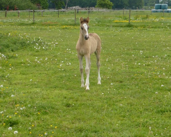 broodmare Dilay (German Riding Pony, 2015, from Dornik B)