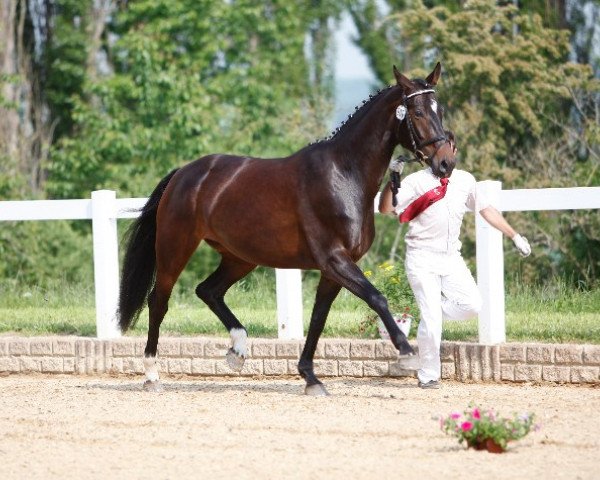 broodmare Rio's Santa Fee (German Sport Horse, 2009, from Rio Akzento)