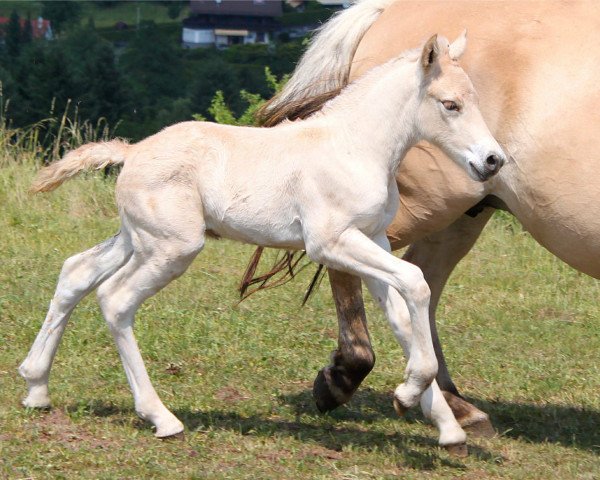 horse Kisco (Fjord Horse, 2015, from Kelvin)