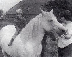 broodmare Prescott Winsome (New Forest Pony, 1959, from Prescott Junius)