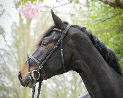 dressage horse Lukas Von Hoxfeld (Westphalian, 2011, from Lord Lucifer)