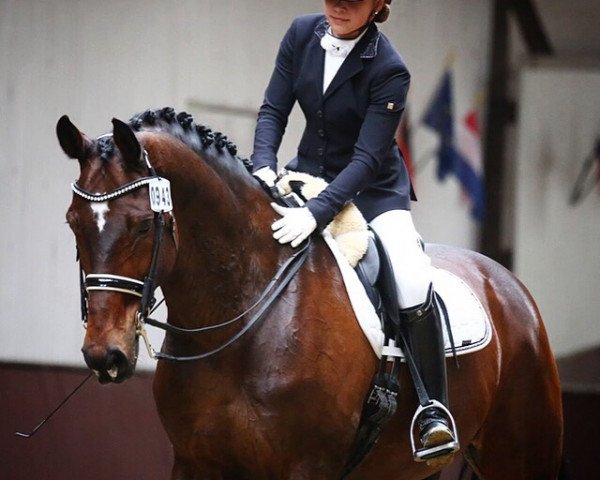 dressage horse Wontreux Deux (Hanoverian, 2003, from Waterford)