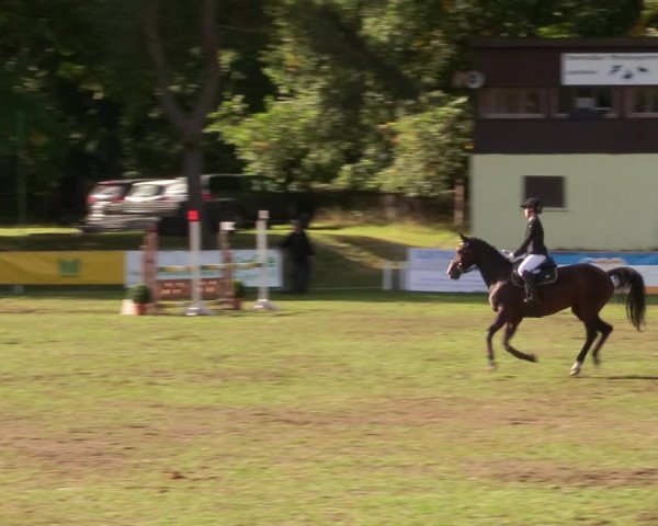 Reitturnier Pasewalk 2020