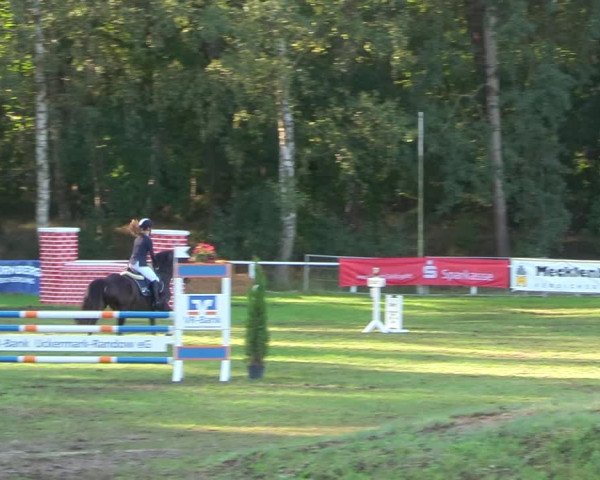 Reitturnier Pasewalk 2020