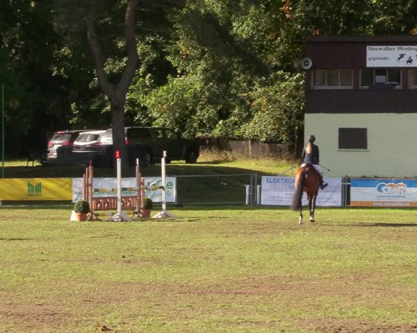 Reitturnier Pasewalk 2020