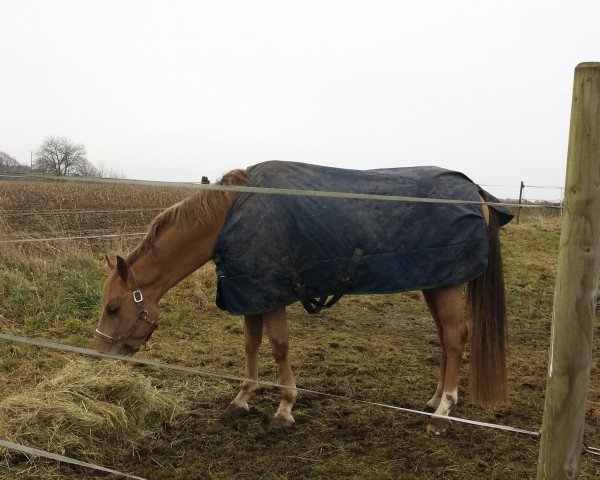 horse Golden Delight (German Riding Pony, 2008, from The Black Highlight)