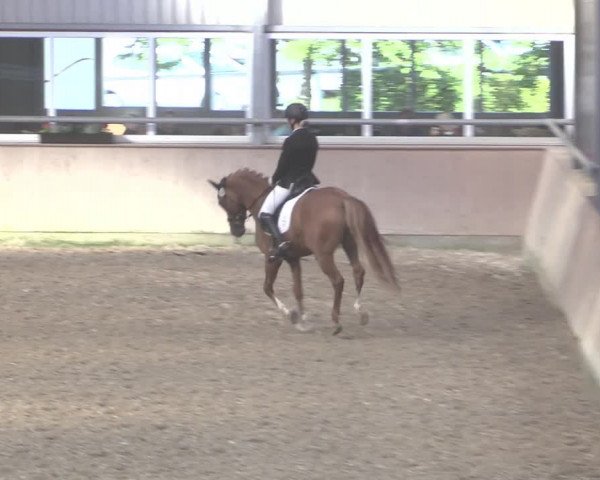 Reitturnier Ahaus 2020