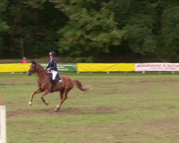 Reitturnier Pasewalk 2020