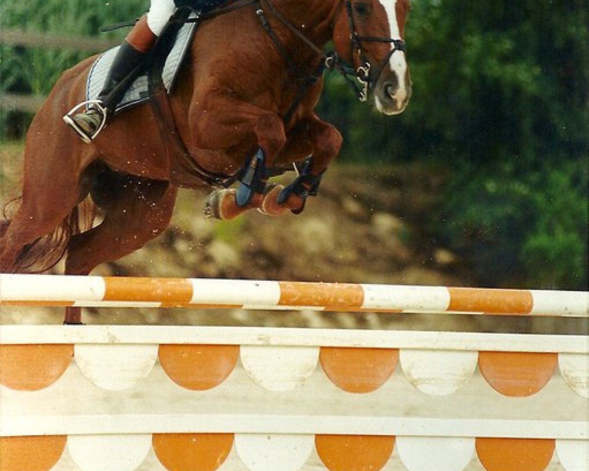 Zuchtstute Caprice de Maibelle (Zangersheide Reitpferd, 1998, von Corghano)