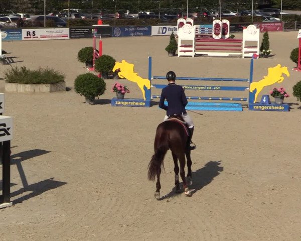 Belgisch Kampioenschap 4-5 Jarigen Paarden