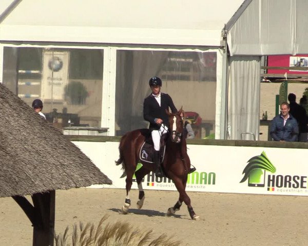 Belgisch Kampioenschap 4-5 Jarigen Paarden