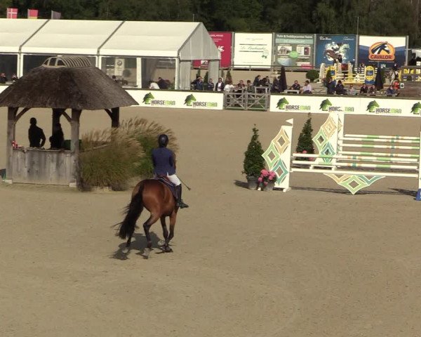 Belgisch Kampioenschap 4-5 Jarigen Paarden