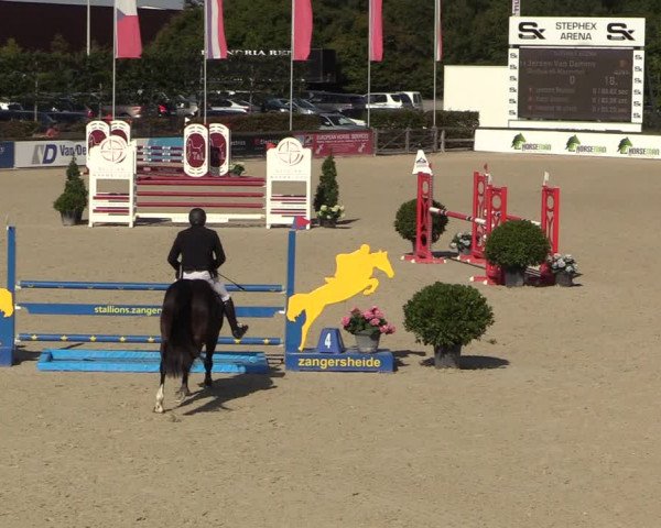 Belgisch Kampioenschap 4-5 Jarigen Paarden