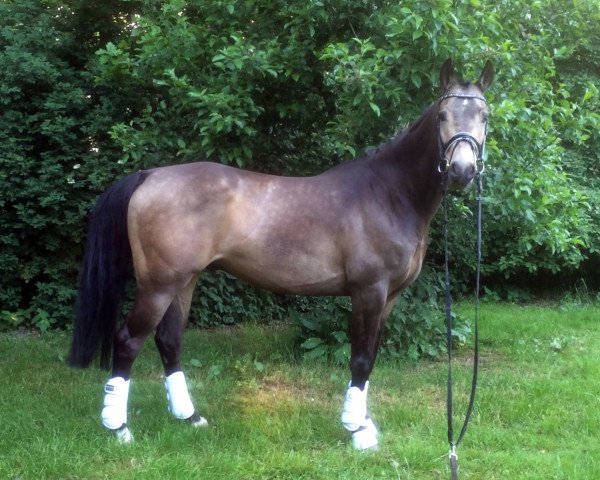 horse Nemowin (German Warmblood, 2010, from Man in Black)