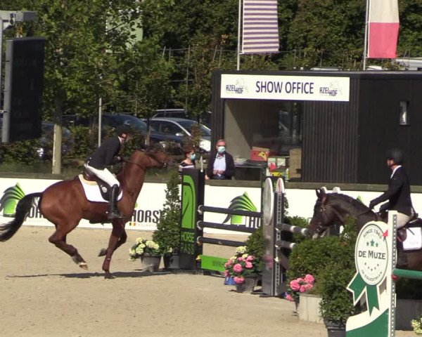 Belgisch Kampioenschap 4-5 Jarigen Paarden