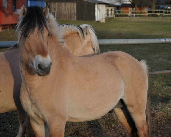 dressage horse Dorian 327 (Fjord Horse, 2008, from Dylar)