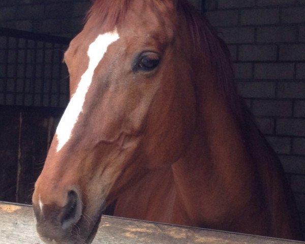 horse Golden Girl 128 (Westphalian, 1999, from Gralshüter)