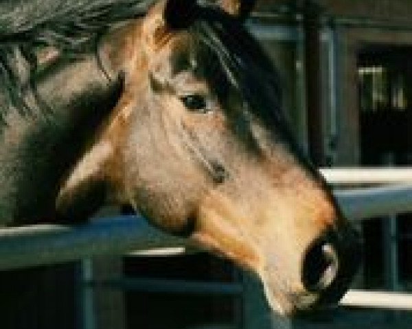 dressage horse Oly de Cayo (Westphalian, 2010, from Olympic Fire 5)