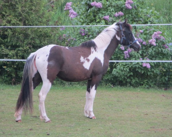 horse Apple (Lewitzer, 2012, from Hengst von Alswin)